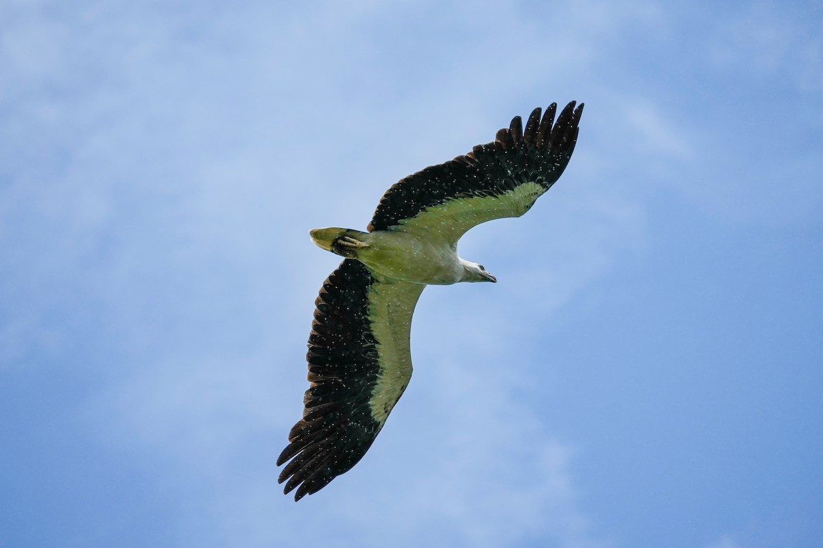 White-bellied Sea-Eagle - ML568146871