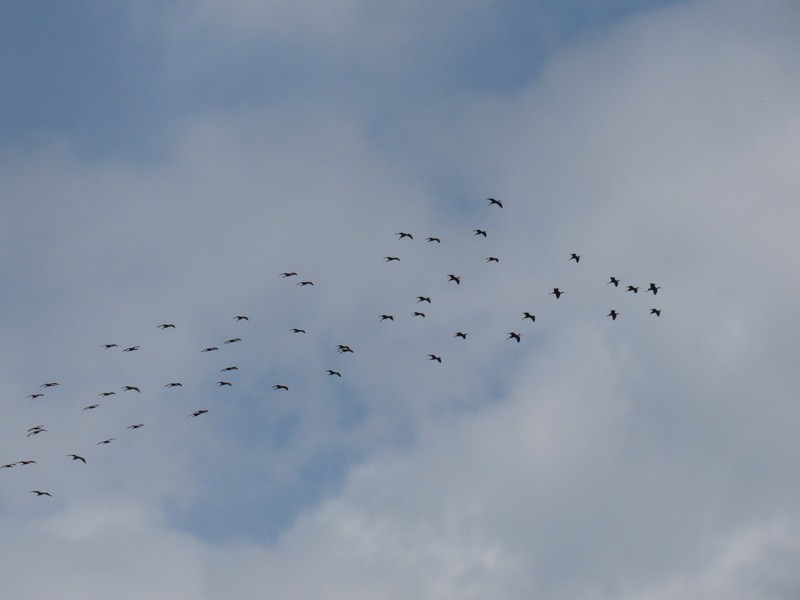 White-faced Ibis - ML568147491