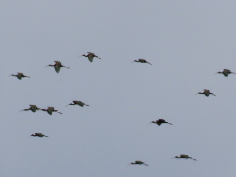 White-faced Ibis - ML568147501