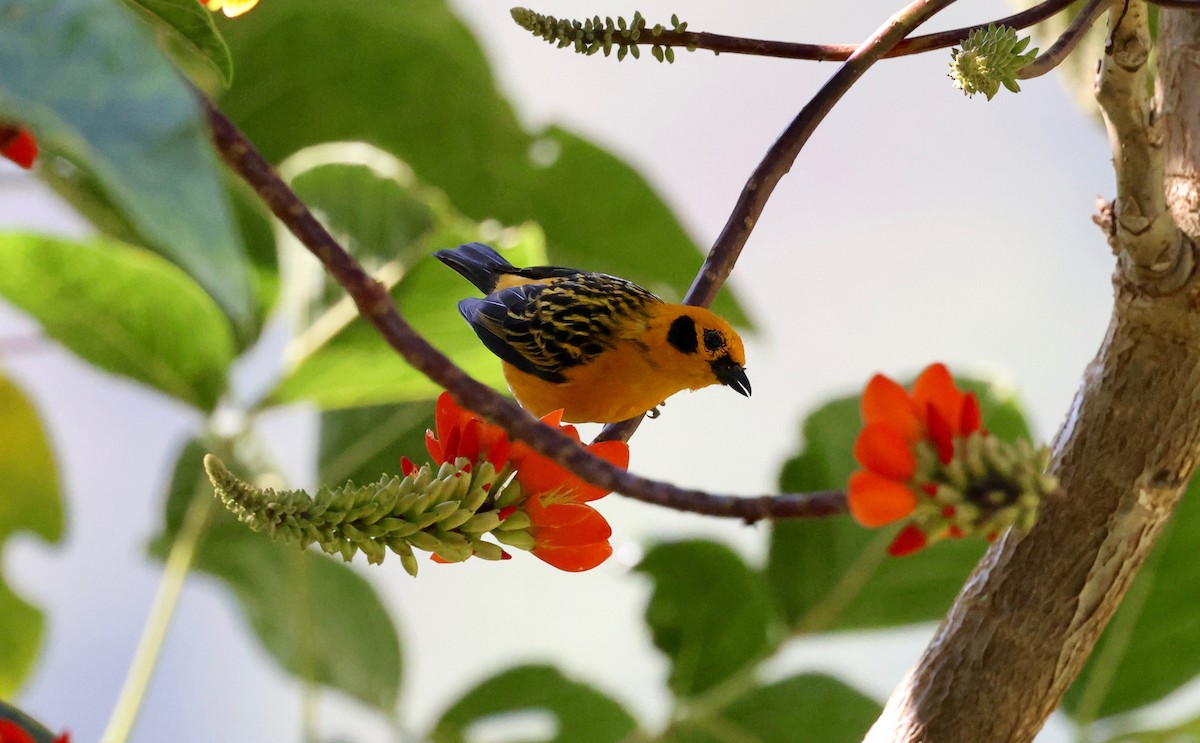 Golden Tanager - ML568148031