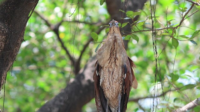 Malayan Night Heron - ML568148391