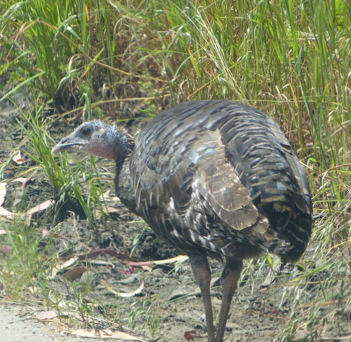 Wild Turkey - ML56814861