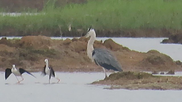 Black-winged Stilt - ML568148611