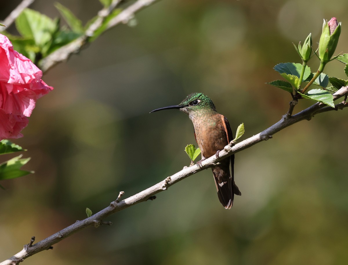 Fawn-breasted Brilliant - ML568149221