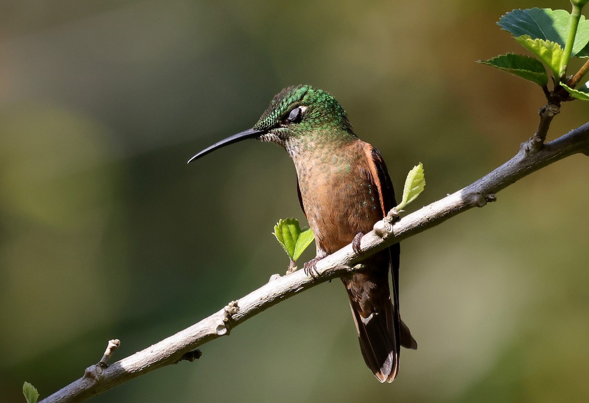 Fawn-breasted Brilliant - ML568149231