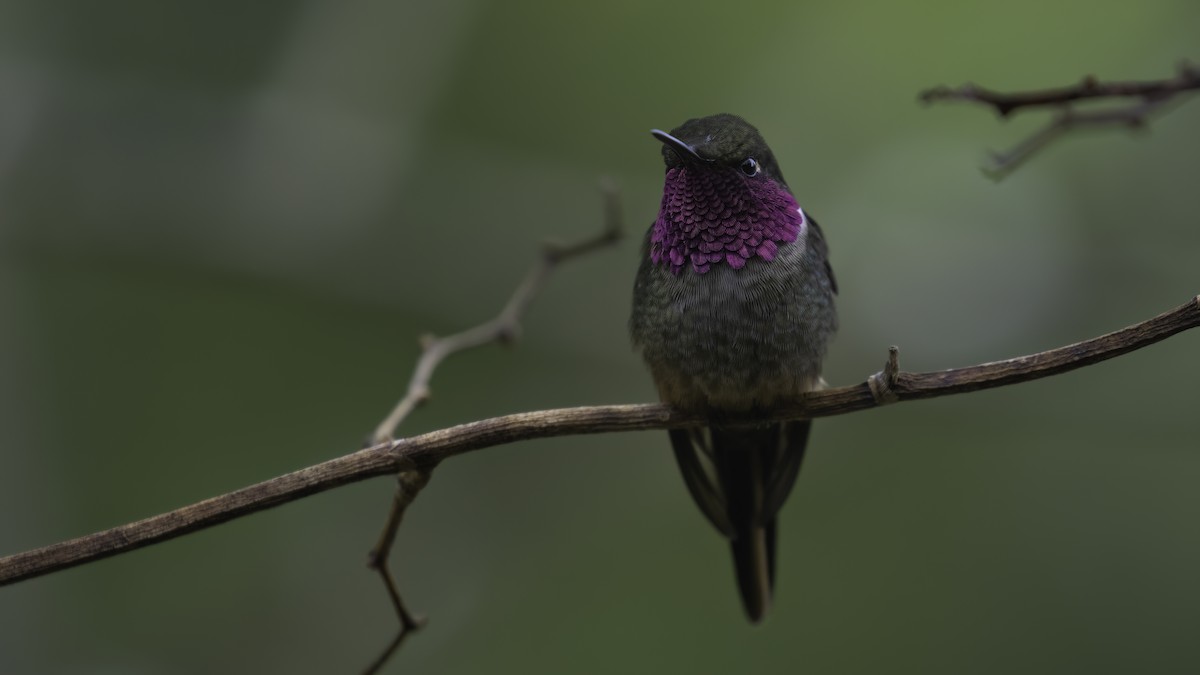 Magenta-throated Woodstar - ML568149391