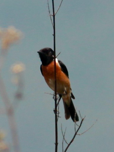 Siberian Stonechat (Przevalski's) - ML568150551