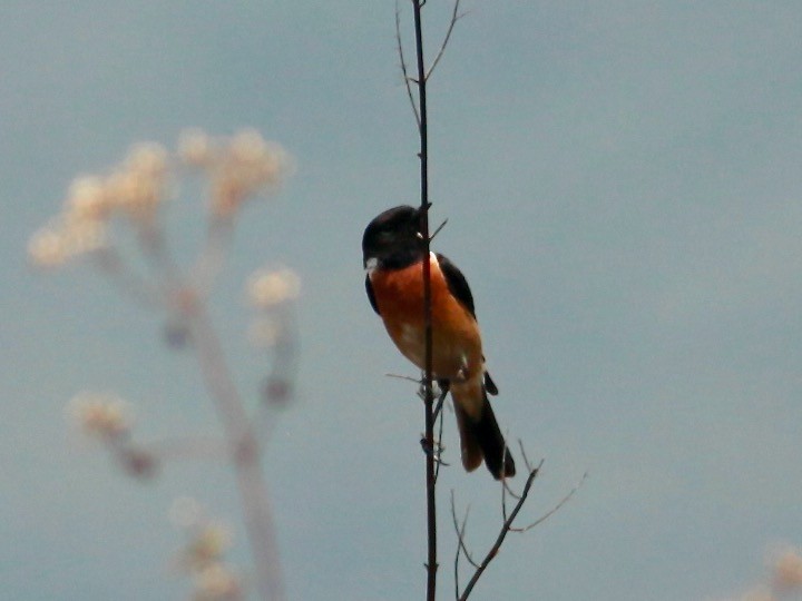 Siberian Stonechat (Przevalski's) - ML568150561