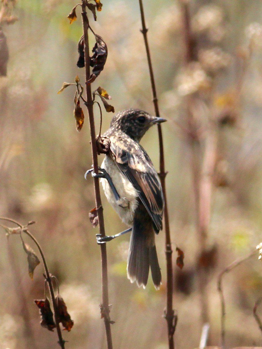 Siberian Stonechat (Przevalski's) - ML568150581