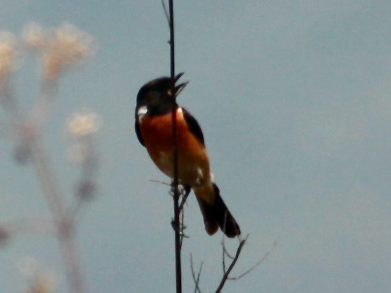 Siberian Stonechat (Przevalski's) - ML568150591