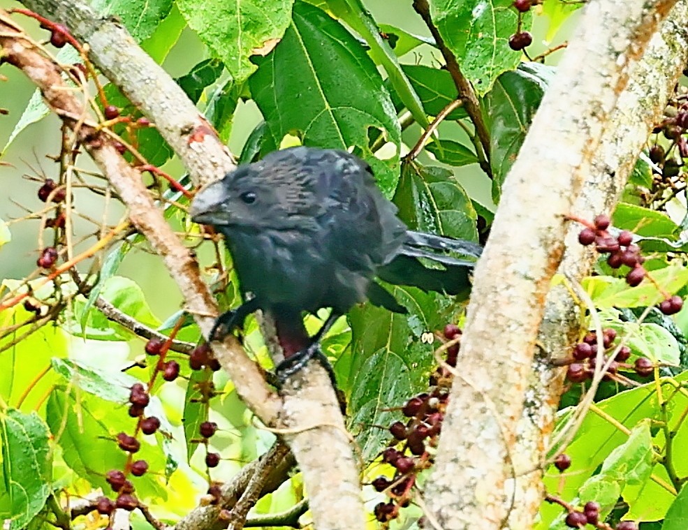 Smooth-billed Ani - ML568151601