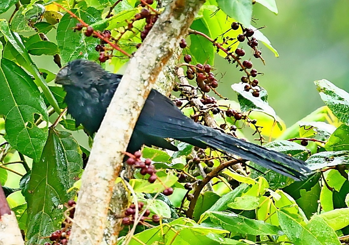 Smooth-billed Ani - ML568151621