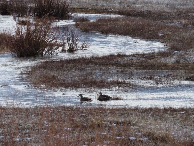 Canard colvert - ML568153581