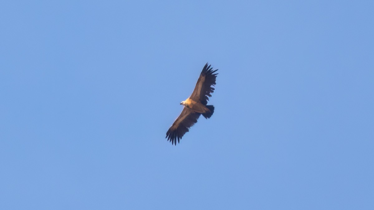 Eurasian Griffon - Arda Dönerkayalı