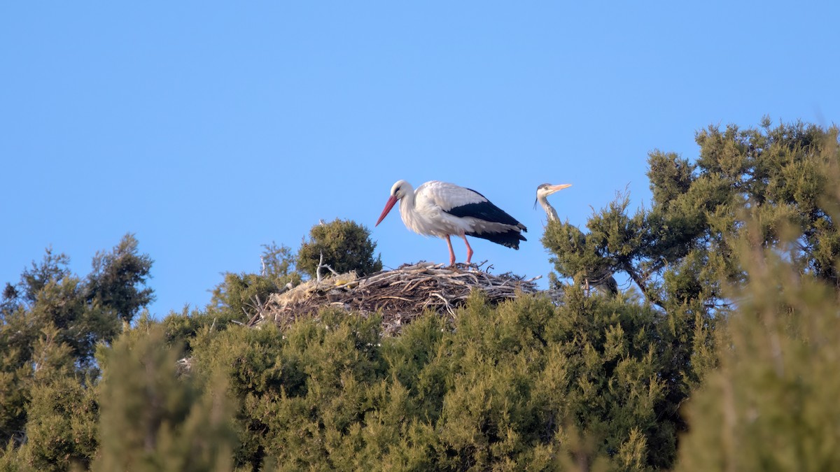 White Stork - Arda Dönerkayalı