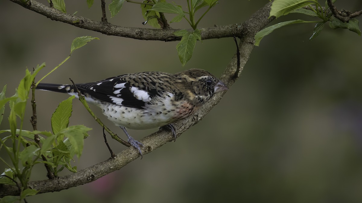 Rose-breasted Grosbeak - ML568154201