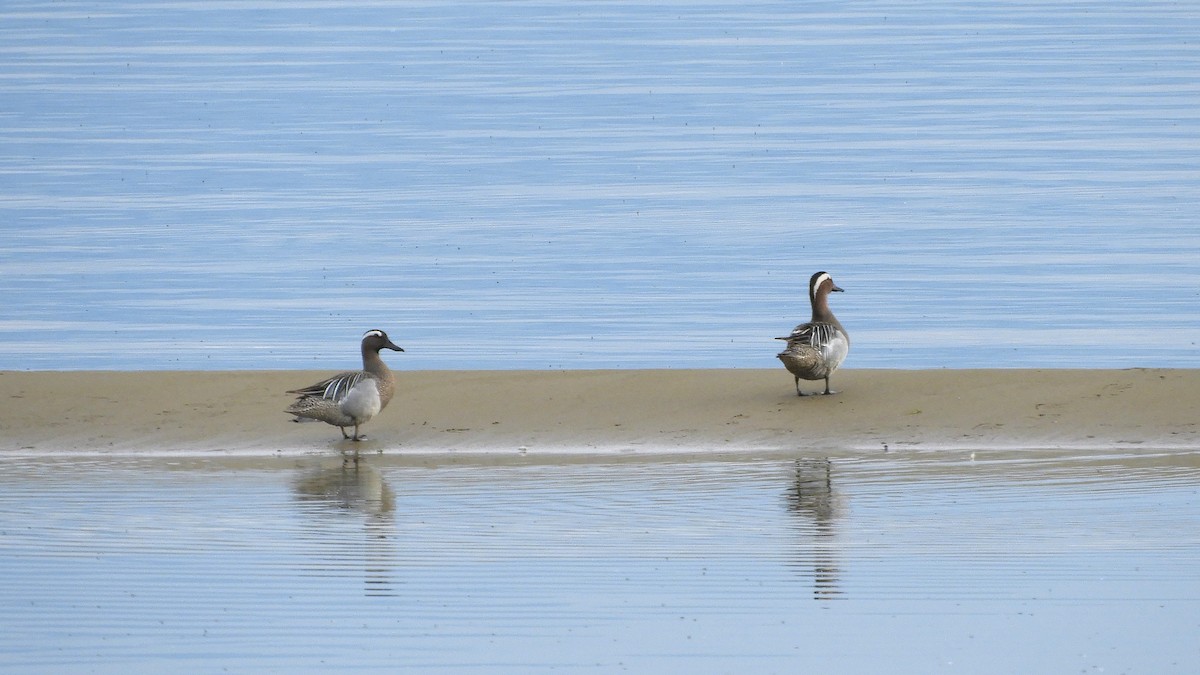 Garganey - ML568154711