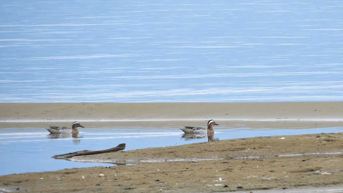 Garganey - ML568154721