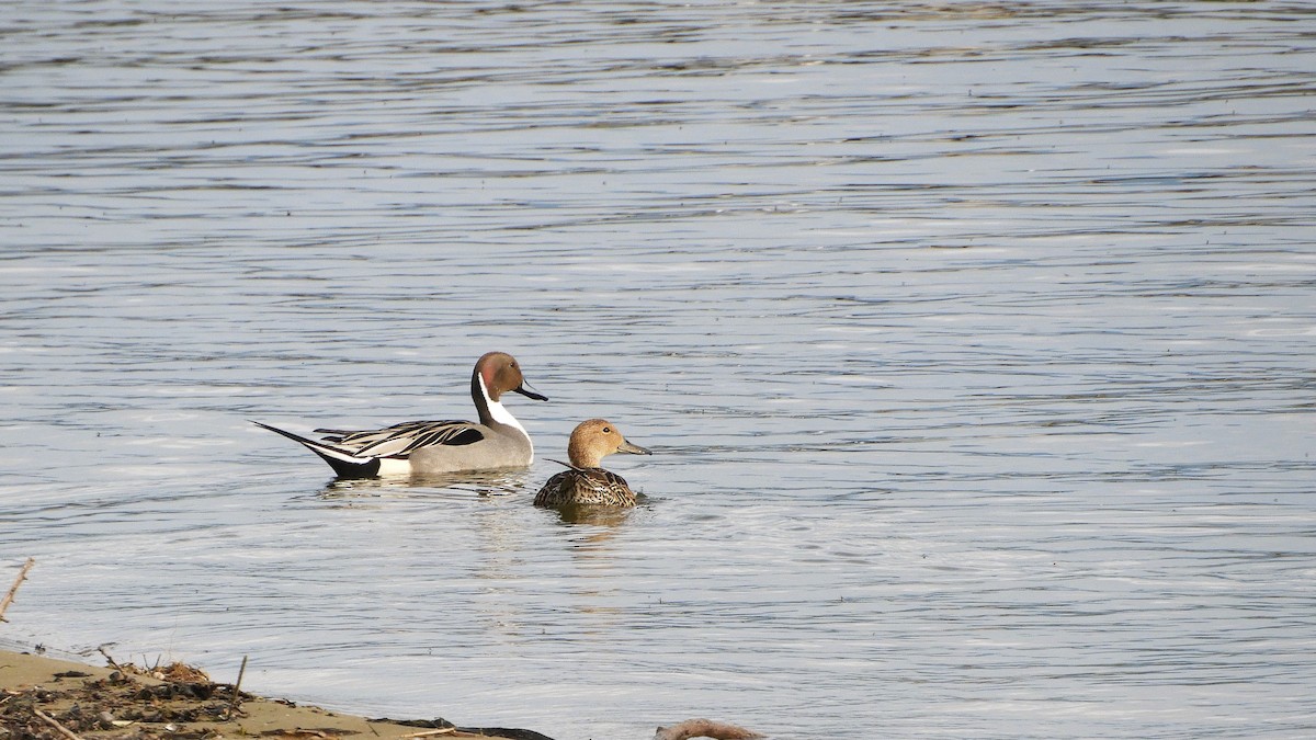 Northern Pintail - ML568154741