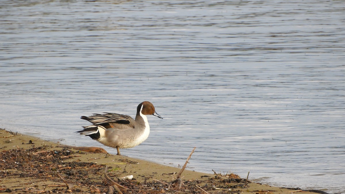 Northern Pintail - ML568154751