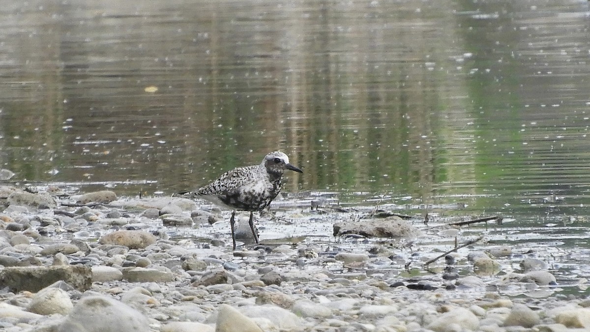 Black-bellied Plover - Andy  Woodward