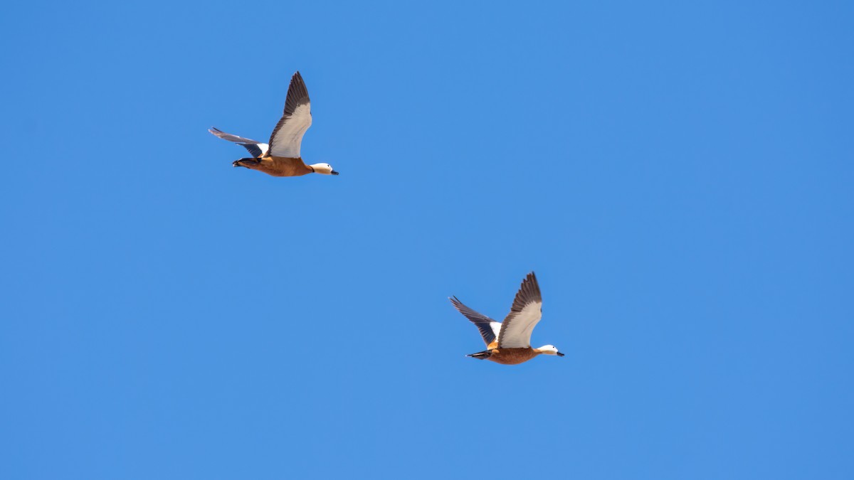 Ruddy Shelduck - Arda Dönerkayalı