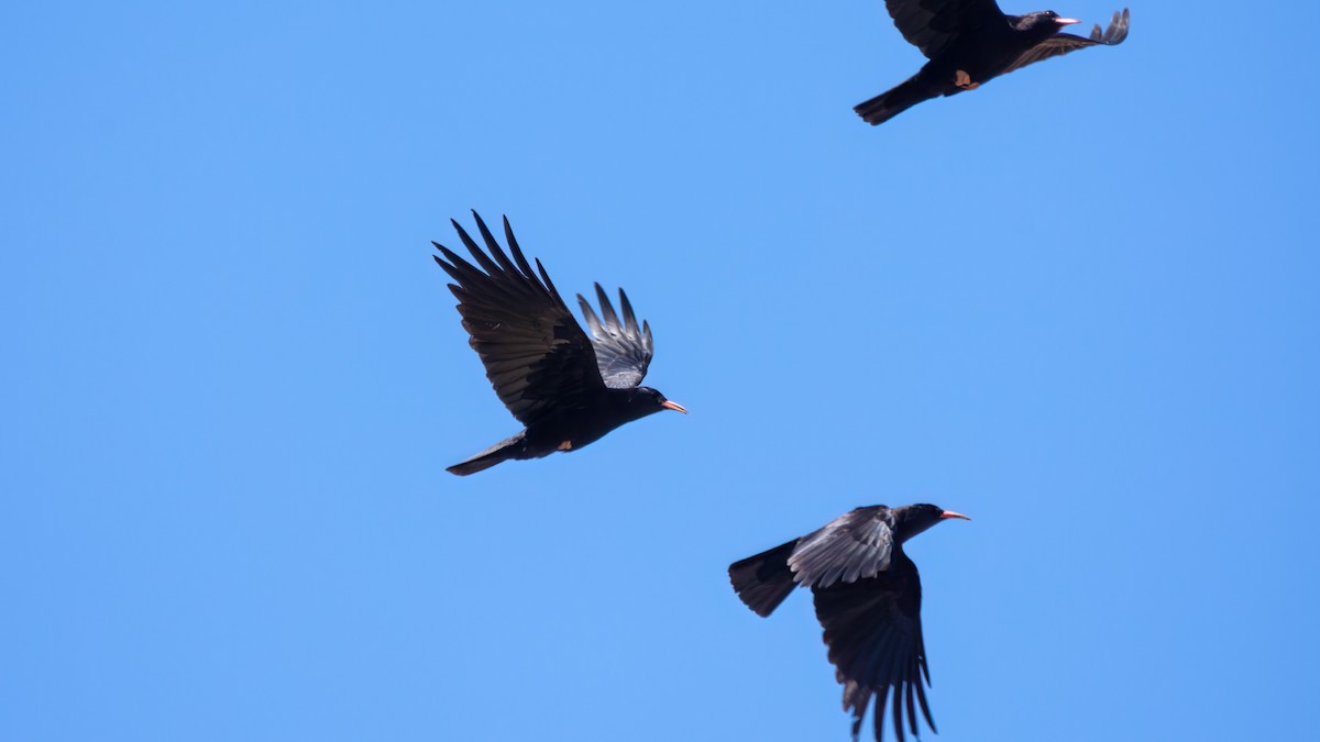 Red-billed Chough - ML568154861