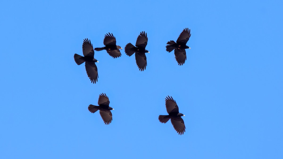 Yellow-billed Chough - ML568154931