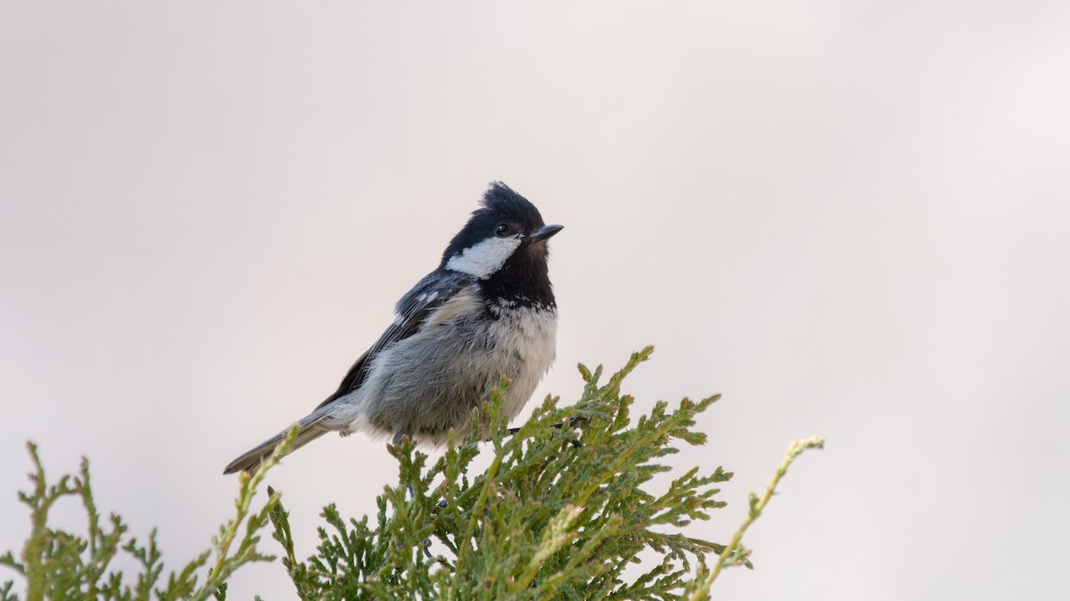 Coal Tit - Arda Dönerkayalı