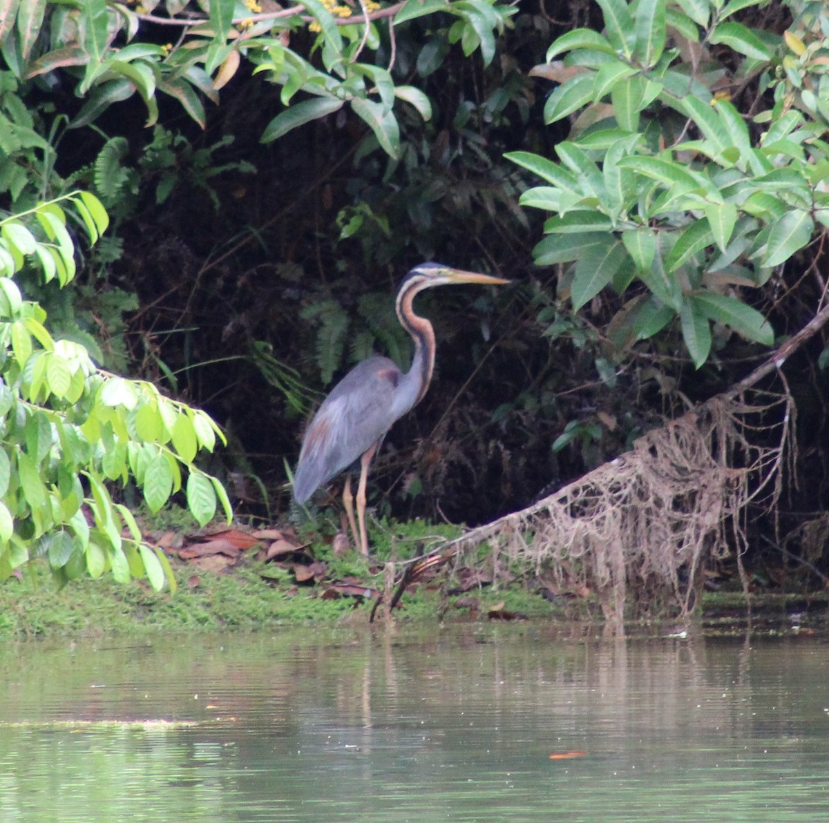 Purple Heron - ML568156071