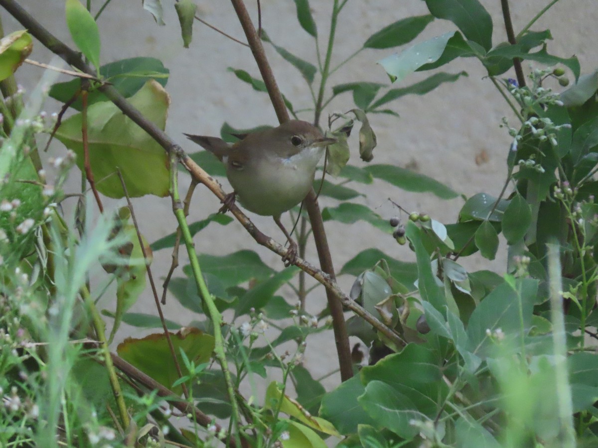 Greater Whitethroat - Ute Langner