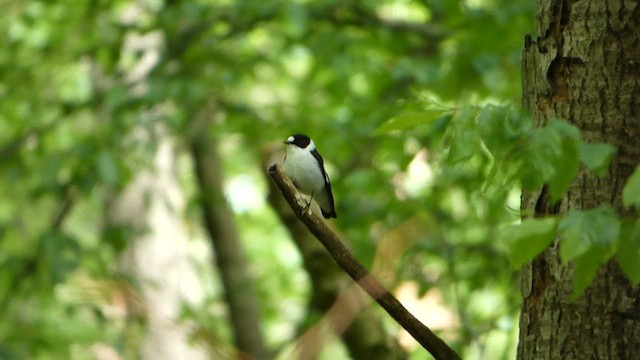 Collared Flycatcher - ML568157271