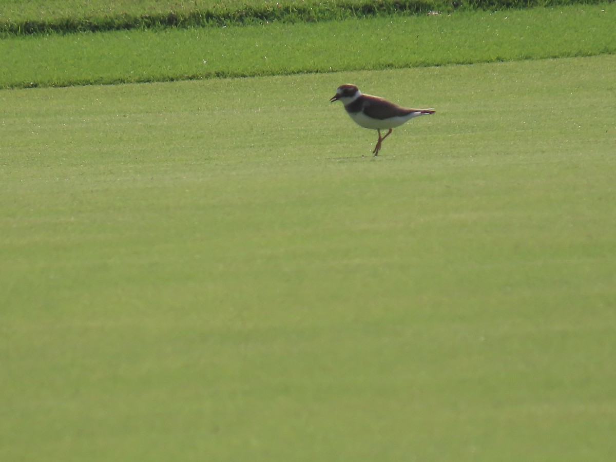 Common Ringed Plover - ML568157561