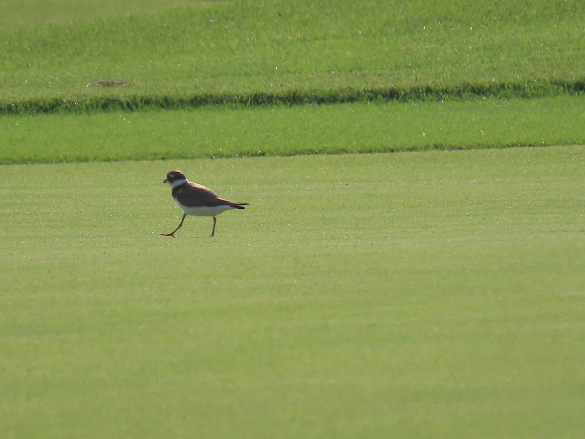 Common Ringed Plover - ML568157581