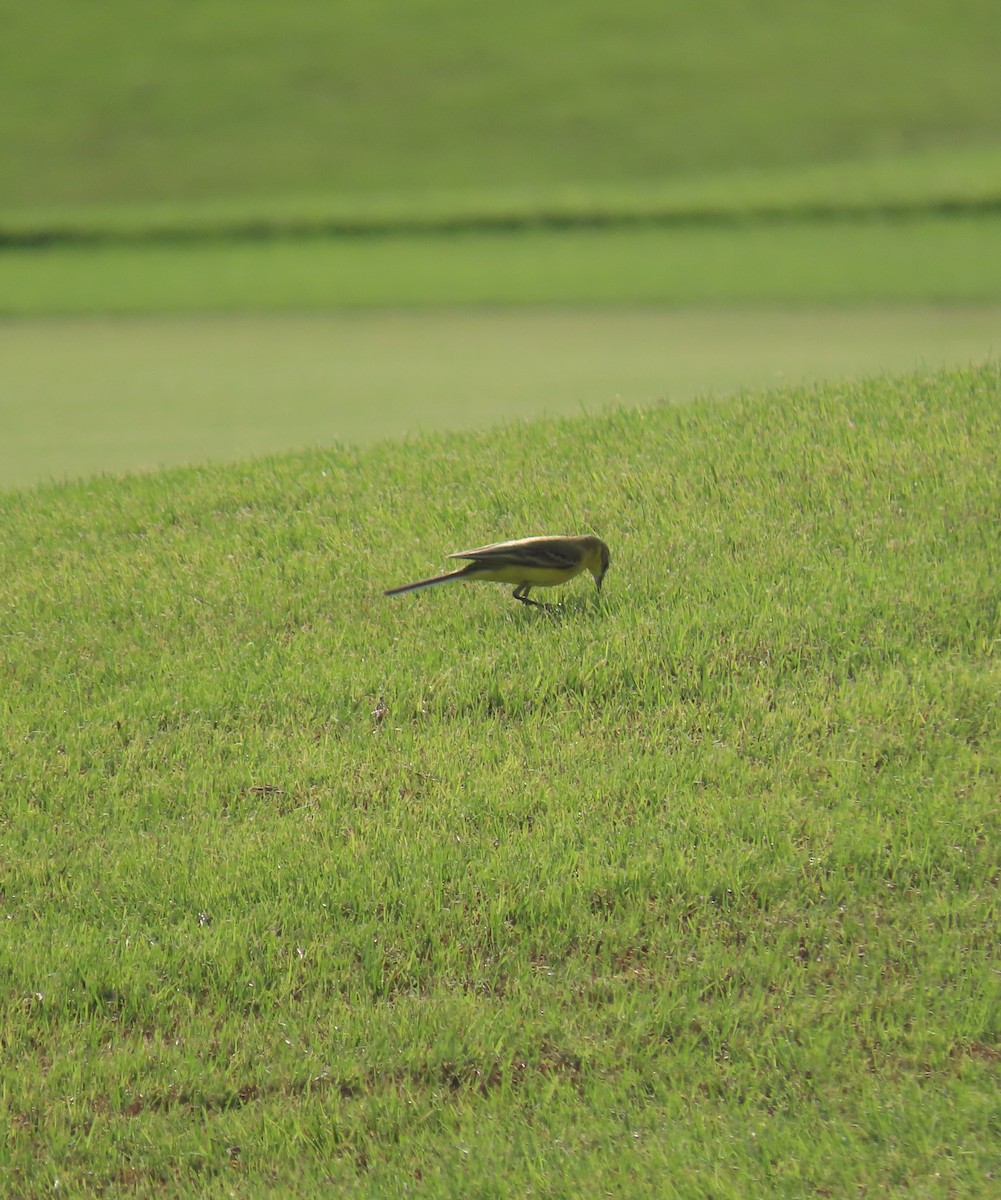 Western Yellow Wagtail - ML568157661