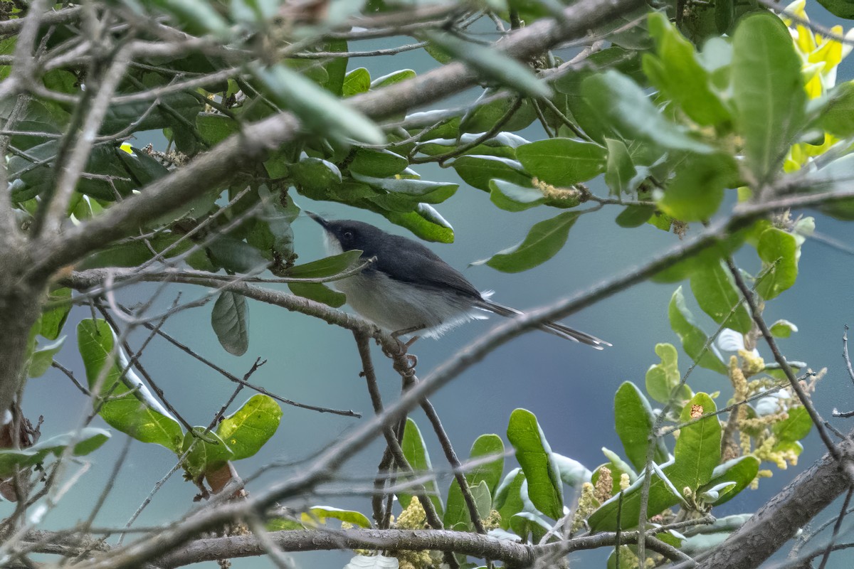 Black-headed Apalis - Alex and Julia 🦜