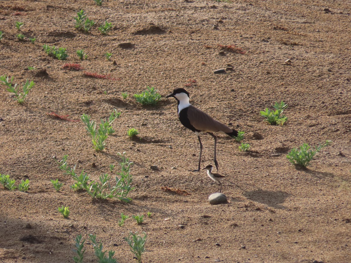 Spur-winged Lapwing - ML568157771