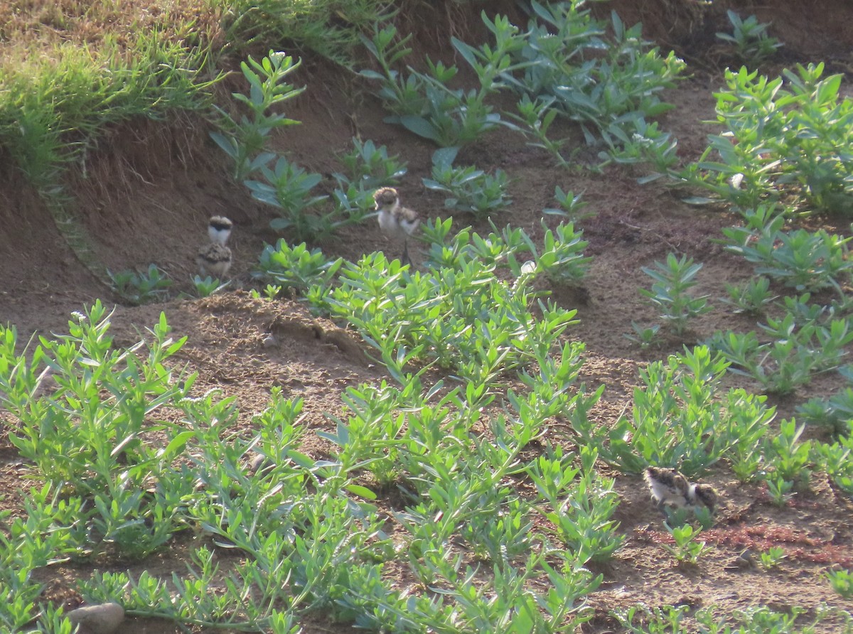 Spur-winged Lapwing - ML568157961