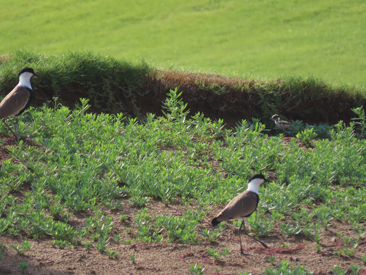 Spur-winged Lapwing - ML568157981
