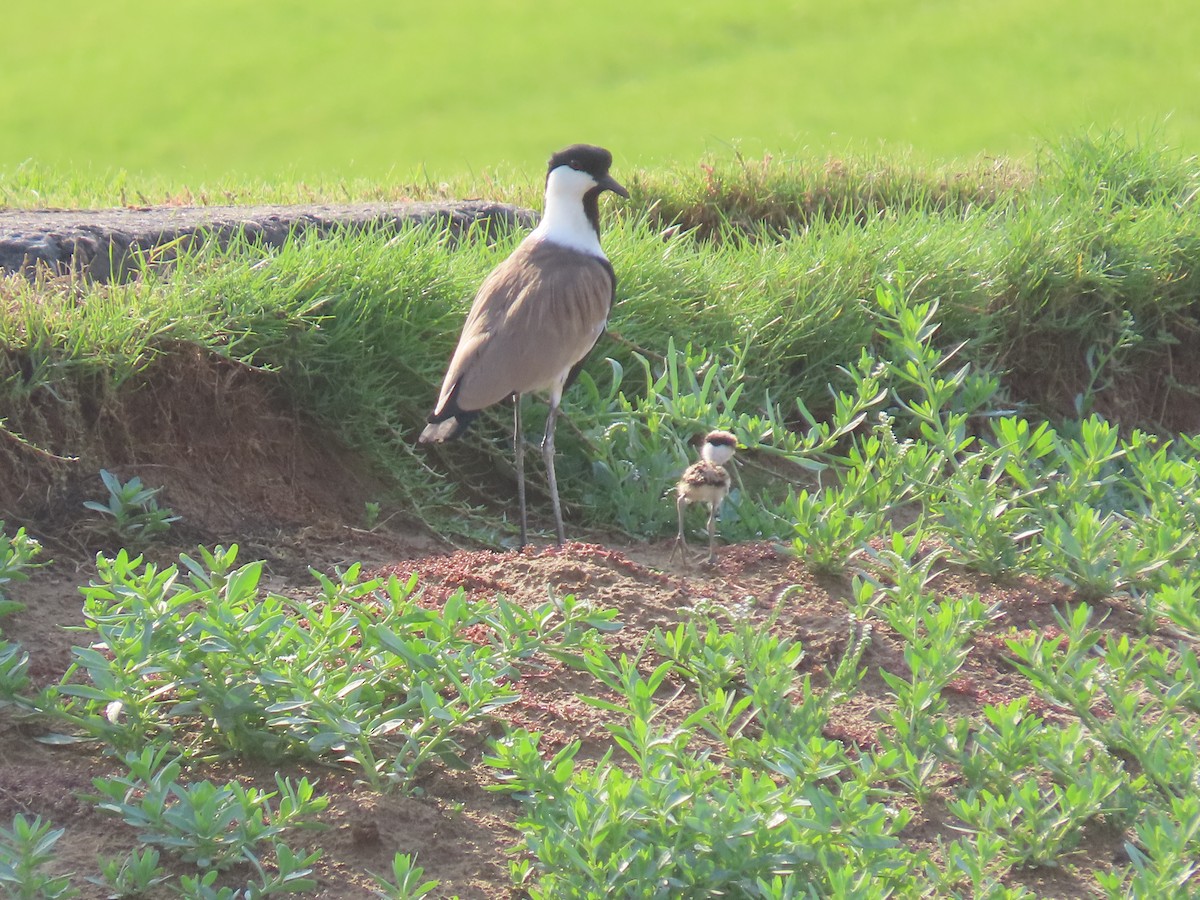 Spur-winged Lapwing - ML568158081
