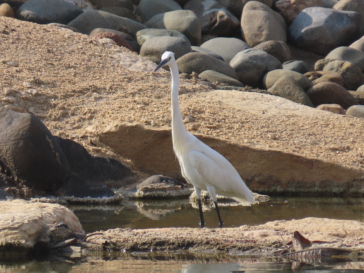 Little Egret - ML568159071