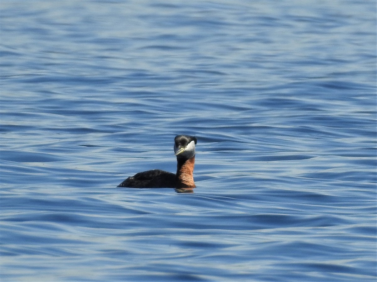 Red-necked Grebe - ML56816021