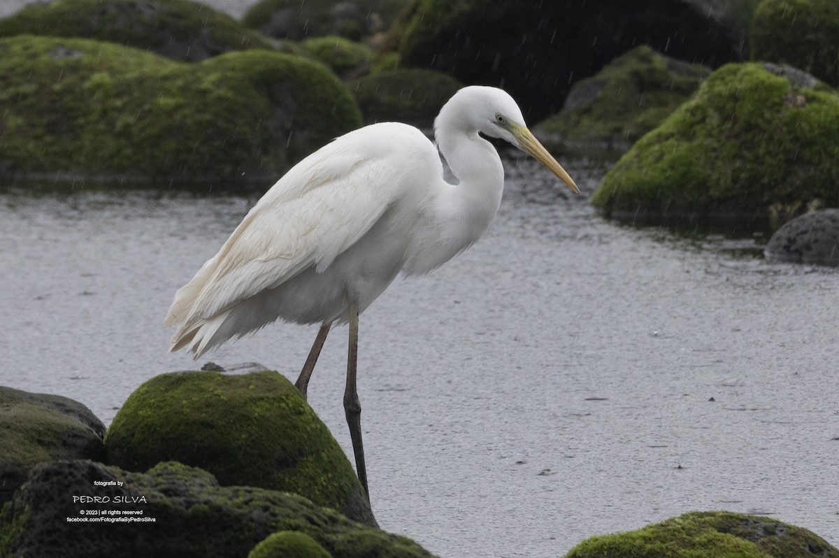 Grande Aigrette - ML568160331