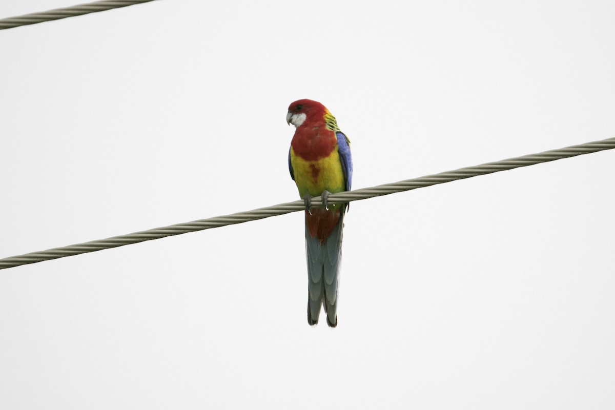 ナナクサインコ - ML568160711