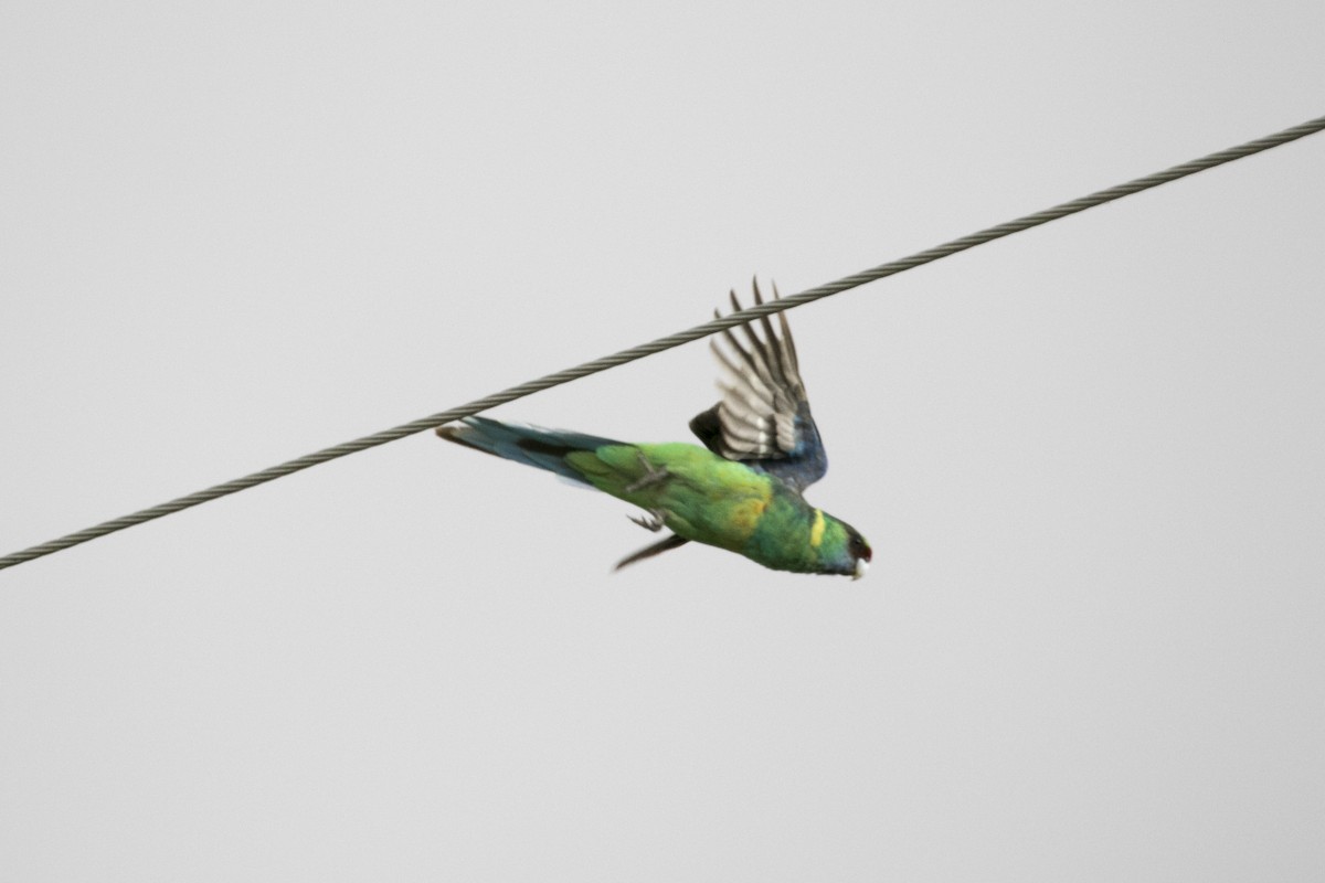 コダイマキエインコ（barnardi） - ML568160721