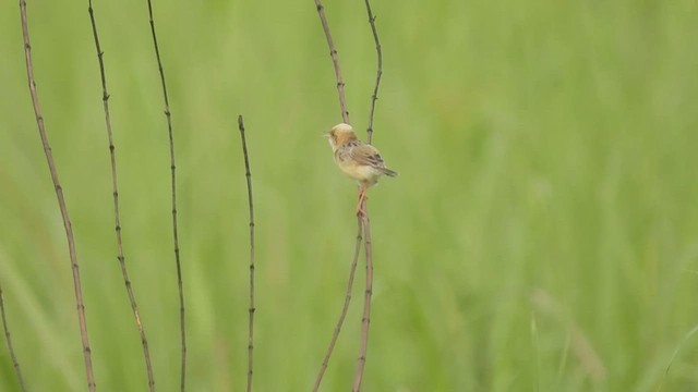 黃頭扇尾鶯 - ML568160971