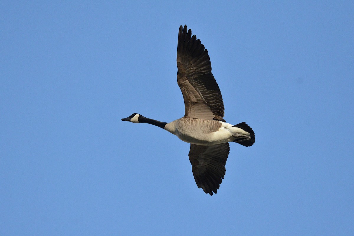 Canada Goose - ML568161451