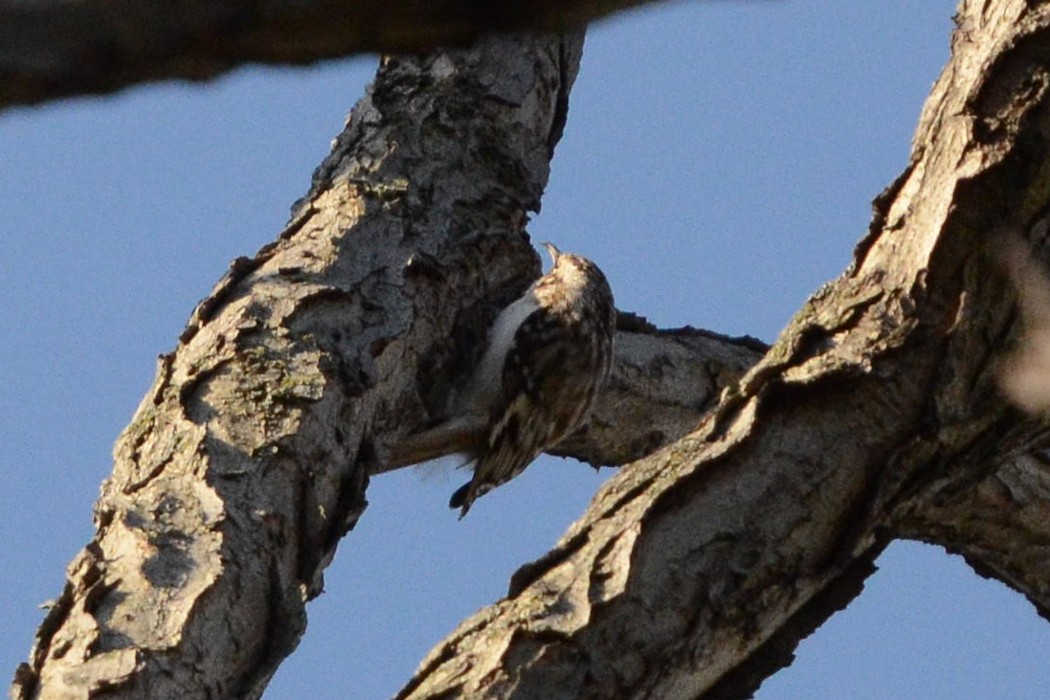 Brown Creeper - ML568161821