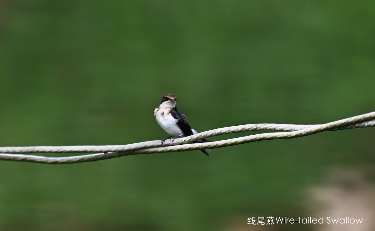 Wire-tailed Swallow - ML568163281