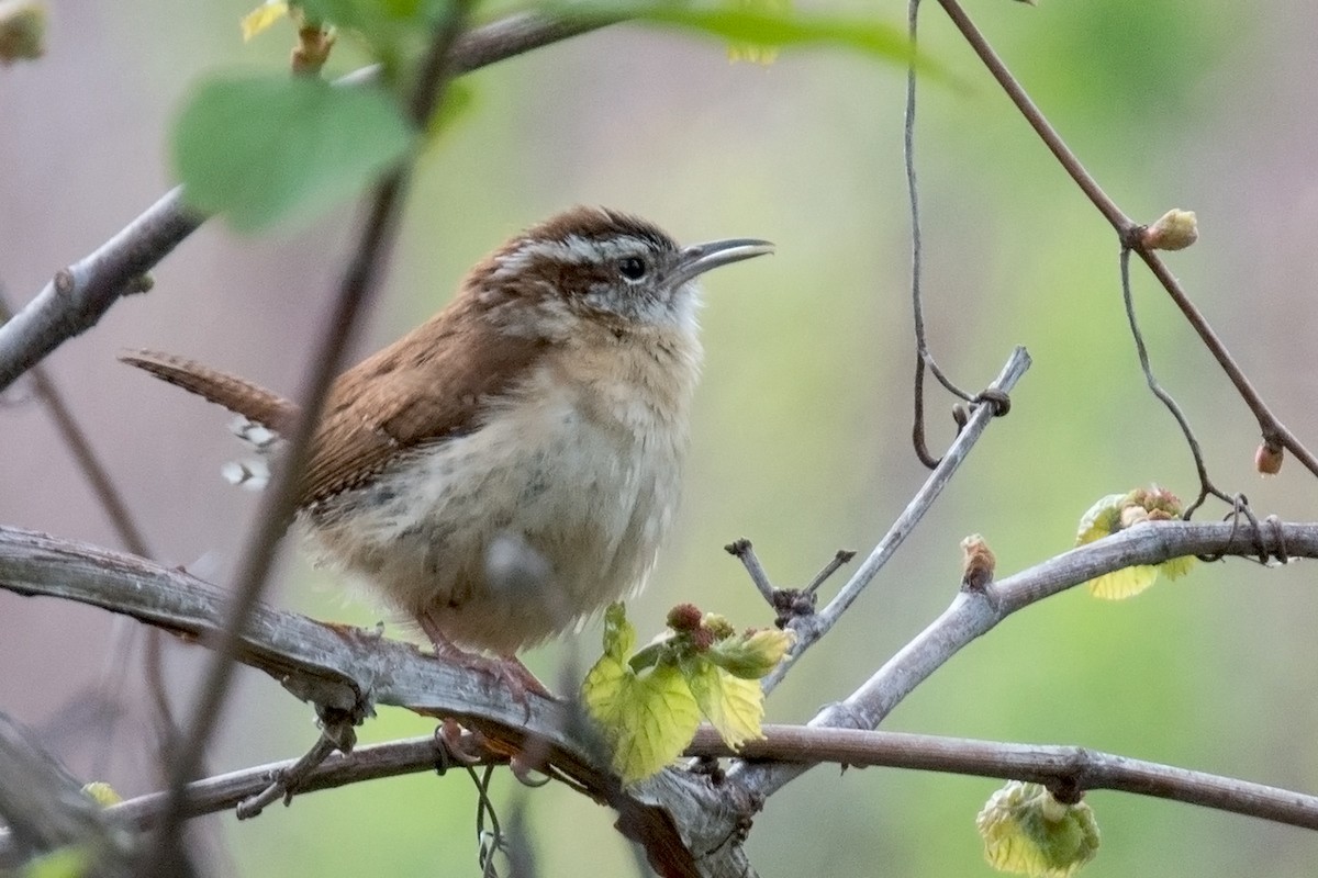 Carolina Wren - Sue Barth